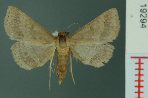  ( - RMNH.INS.19294)  @13 [ ] Unspecified (default): All Rights Reserved  Unspecified Unspecified
