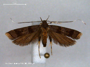  (Lecithocera claustrata - RMNH.INS.19723)  @14 [ ] Unspecified (default): All Rights Reserved  Unspecified Unspecified