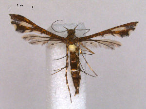  (Fletcherella niphadothysana - RMNH.INS.19856)  @14 [ ] Unspecified (default): All Rights Reserved  Unspecified Unspecified