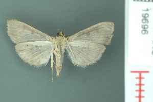  (Tabidia defloralis - RMNH.INS.19696)  @14 [ ] Unspecified (default): All Rights Reserved  Unspecified Unspecified