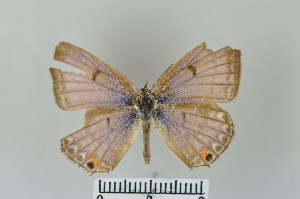  (Lepidochrysops aethiopia - LepMala606)  @11 [ ] CreativeCommons - Attribution Non-Commercial Share-Alike (2016) NTNU University Museum, Department of Natural History NTNU University Museum, Department of Natural History