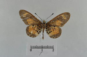 (Acraea conradti - LepMala728)  @12 [ ] Creative Commons  Attribution Non-Commercial Share-Alike (2016) NTNU University Museum, Department of Natural History NTNU University Museum, Department of Natural History