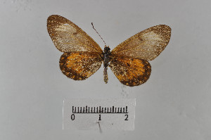  ( - LepMala741)  @11 [ ] Creative Commons  Attribution Non-Commercial Share-Alike (2016) NTNU University Museum, Department of Natural History NTNU University Museum, Department of Natural History