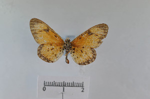  ( - LepMala742)  @11 [ ] Creative Commons  Attribution Non-Commercial Share-Alike (2016) NTNU University Museum, Department of Natural History NTNU University Museum, Department of Natural History