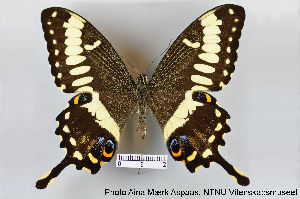  (Papilio ophidicephalus - LepMala109)  @14 [ ] CreativeCommons - Attribution Non-Commercial Share-Alike (2015) NTNU University Museum, Department of Natural History NTNU University Museum, Department of Natural History