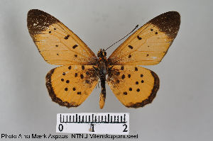 ( - LepMala178)  @14 [ ] CreativeCommons - Attribution Non-Commercial Share-Alike (2015) NTNU University Museum, Department of Natural History NTNU University Museum, Department of Natural History