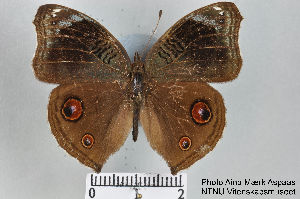  (Junonia artaxia - LepMala266)  @14 [ ] CreativeCommons - Attribution Non-Commercial Share-Alike (2015) NTNU University Museum, Department of Natural History NTNU University Museum, Department of Natural History