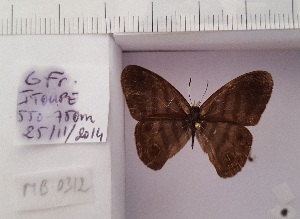  (Euptychia audacia - MB-0312)  @11 [ ] Copyright (2020) Mohamed Benmesbah Research collection of Mohamed Benmesbah