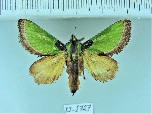 (Melinaria repanda - IJ-1727)  @11 [ ] CreativeCommons - Attribution Share-Alike (2021) jatiahwor Singh Irungbam Academy of Sciences of the Czech Republic, Institute of Entomology