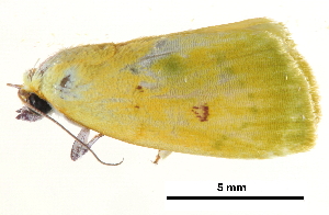  ( - BIOUG13574-D09)  @13 [ ] CreativeCommons - Attribution (2014) CBG Photography Group Centre for Biodiversity Genomics