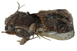  (Batracharta lempkei - BIOUG27304-E03)  @14 [ ] CreativeCommons - Attribution (2016) CBG Photography Group Centre for Biodiversity Genomics