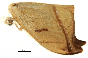  ( - BIOUG31791-E12)  @11 [ ] CreativeCommons - Attribution (2018) CBG Photography Group Centre for Biodiversity Genomics