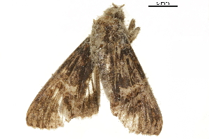  ( - BIOUG32020-A01)  @11 [ ] CreativeCommons - Attribution (2018) CBG Photography Group Centre for Biodiversity Genomics