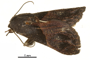  ( - BIOUG36916-F10)  @11 [ ] CreativeCommons - Attribution (2018) CBG Photography Group Centre for Biodiversity Genomics
