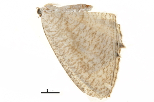  ( - BIOUG36919-D09)  @11 [ ] CreativeCommons - Attribution (2018) CBG Photography Group Centre for Biodiversity Genomics