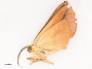  ( - CBG-B03943-A03)  @11 [ ] CreativeCommons - Attribution Share - Alike (2025) CBG Photography Group Centre for Biodiversity Genomics