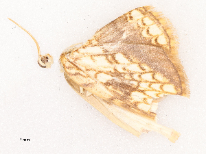  ( - CBG-B03943-A07)  @11 [ ] CreativeCommons - Attribution Share - Alike (2025) CBG Photography Group Centre for Biodiversity Genomics