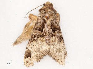  ( - CBG-B03943-A08)  @11 [ ] CreativeCommons - Attribution Share - Alike (2025) CBG Photography Group Centre for Biodiversity Genomics