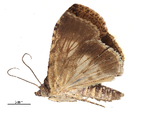  ( - CBG-B03943-A12)  @11 [ ] CreativeCommons - Attribution Share - Alike (2025) CBG Photography Group Centre for Biodiversity Genomics