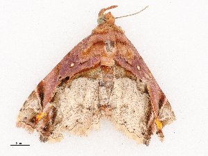  ( - CBG-B03943-B01)  @11 [ ] CreativeCommons - Attribution Share - Alike (2025) CBG Photography Group Centre for Biodiversity Genomics