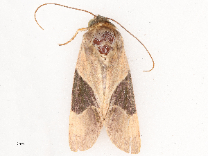  ( - CBG-B03943-B03)  @11 [ ] CreativeCommons - Attribution Share - Alike (2025) CBG Photography Group Centre for Biodiversity Genomics