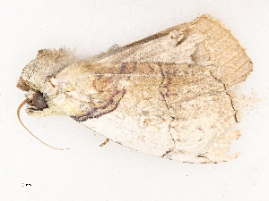  ( - CBG-B03943-C05)  @11 [ ] CreativeCommons - Attribution Share - Alike (2025) CBG Photography Group Centre for Biodiversity Genomics