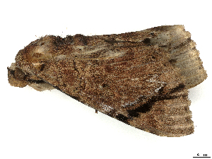  ( - CBG-B03943-C09)  @11 [ ] CreativeCommons - Attribution (2025) CBG Photography Group Centre for Biodiversity Genomics