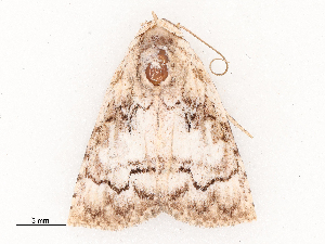  (Aquis albida - CBG-B03943-C11)  @11 [ ] CreativeCommons - Attribution Share - Alike (2025) CBG Photography Group Centre for Biodiversity Genomics