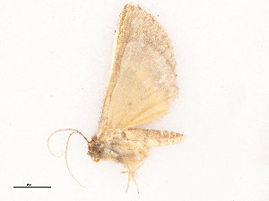  ( - CBG-B03943-C12)  @11 [ ] CreativeCommons - Attribution Share - Alike (2025) CBG Photography Group Centre for Biodiversity Genomics