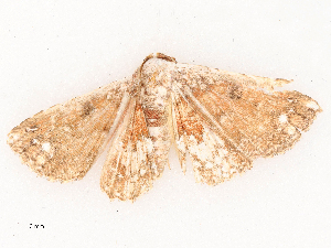  ( - CBG-B03943-D04)  @11 [ ] CreativeCommons - Attribution Share - Alike (2025) CBG Photography Group Centre for Biodiversity Genomics