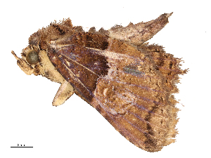  ( - CBG-B03943-D07)  @11 [ ] CreativeCommons - Attribution Share - Alike (2025) CBG Photography Group Centre for Biodiversity Genomics