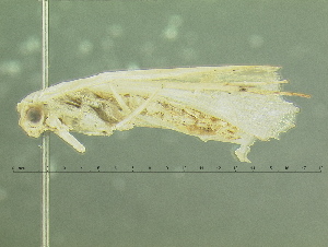  (Leptonema coheni - OFLEP-0107)  @11 [ ] Copyright (2010) Christy J. Geraci Smithsonian Institute