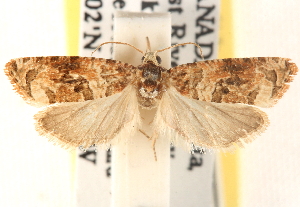  ( - CCDB-22978-G09)  @11 [ ] CreativeCommons - Attribution (2014) CBG Photography Group Centre for Biodiversity Genomics