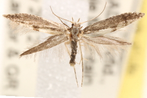  ( - CCDB-23267-G01)  @13 [ ] CreativeCommons - Attribution (2014) CBG Photography Group Centre for Biodiversity Genomics