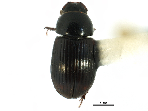  ( - CCDB-28533-A01)  @11 [ ] CreativeCommons - Attribution (2015) CBG Photography Group Centre for Biodiversity Genomics
