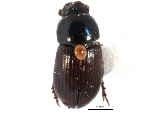  ( - CCDB-28533-A02)  @11 [ ] CreativeCommons - Attribution (2015) CBG Photography Group Centre for Biodiversity Genomics