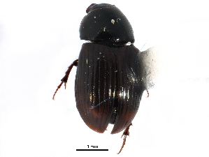  ( - CCDB-28533-A03)  @11 [ ] CreativeCommons - Attribution (2015) CBG Photography Group Centre for Biodiversity Genomics
