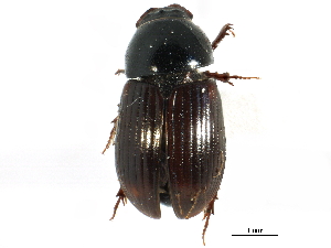  ( - CCDB-28533-A05)  @11 [ ] CreativeCommons - Attribution (2015) CBG Photography Group Centre for Biodiversity Genomics