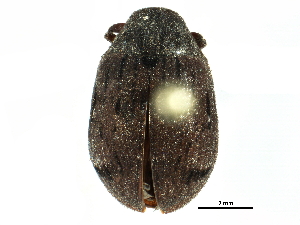  ( - CCDB-28533-B10)  @11 [ ] CreativeCommons - Attribution (2015) CBG Photography Group Centre for Biodiversity Genomics