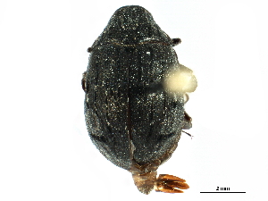  ( - CCDB-28533-B11)  @11 [ ] CreativeCommons - Attribution (2015) CBG Photography Group Centre for Biodiversity Genomics