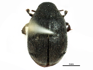  ( - CCDB-28533-B12)  @11 [ ] CreativeCommons - Attribution (2015) CBG Photography Group Centre for Biodiversity Genomics