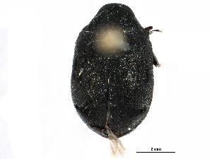  ( - CCDB-28533-C02)  @11 [ ] CreativeCommons - Attribution (2015) CBG Photography Group Centre for Biodiversity Genomics