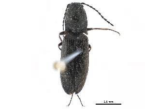  ( - CCDB-28533-D09)  @11 [ ] CreativeCommons - Attribution (2015) CBG Photography Group Centre for Biodiversity Genomics