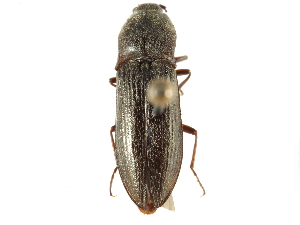  ( - CCDB-28533-F01)  @11 [ ] CreativeCommons - Attribution (2015) CBG Photography Group Centre for Biodiversity Genomics