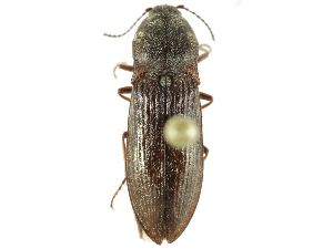  ( - CCDB-28533-F02)  @11 [ ] CreativeCommons - Attribution (2015) CBG Photography Group Centre for Biodiversity Genomics