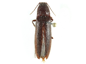  ( - CCDB-28533-G12)  @11 [ ] CreativeCommons - Attribution (2015) CBG Photography Group Centre for Biodiversity Genomics