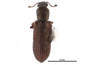  ( - CCDB-28533-H04)  @11 [ ] CreativeCommons - Attribution (2015) CBG Photography Group Centre for Biodiversity Genomics