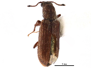  ( - CCDB-28533-H05)  @11 [ ] CreativeCommons - Attribution (2015) CBG Photography Group Centre for Biodiversity Genomics