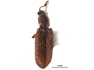  ( - CCDB-28533-H07)  @11 [ ] CreativeCommons - Attribution (2015) CBG Photography Group Centre for Biodiversity Genomics
