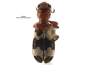  ( - CCDB-28534-B08)  @11 [ ] CreativeCommons - Attribution (2015) CBG Photography Group Centre for Biodiversity Genomics